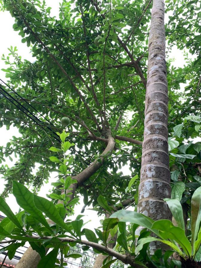 Sunny Garden Homestay Hoi An