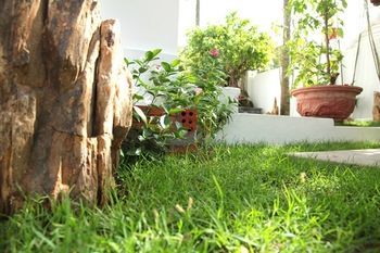Sunny Garden *